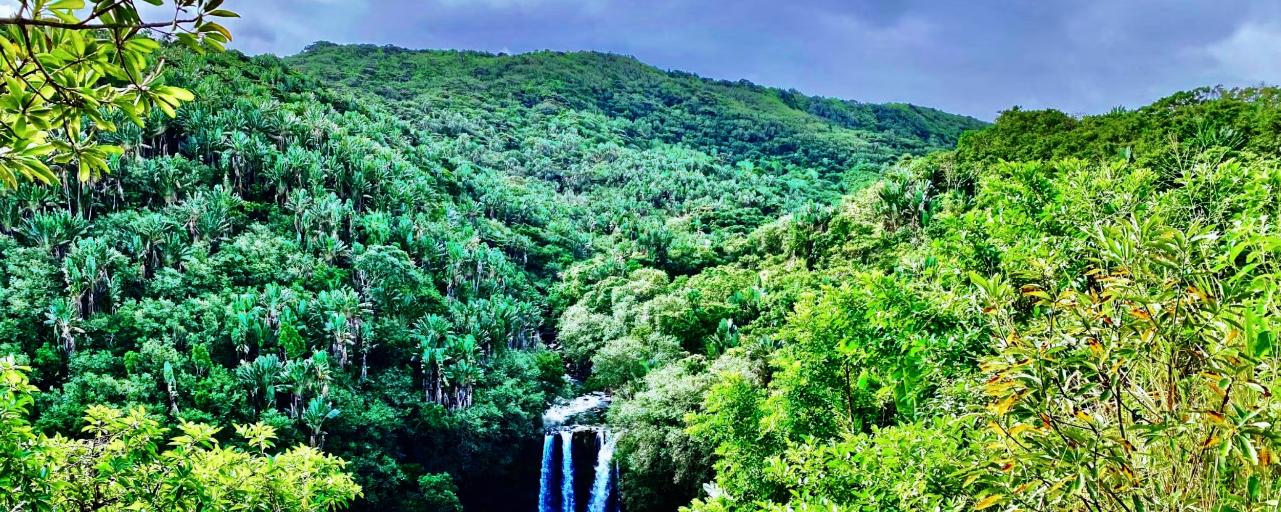 surinam south america jungle