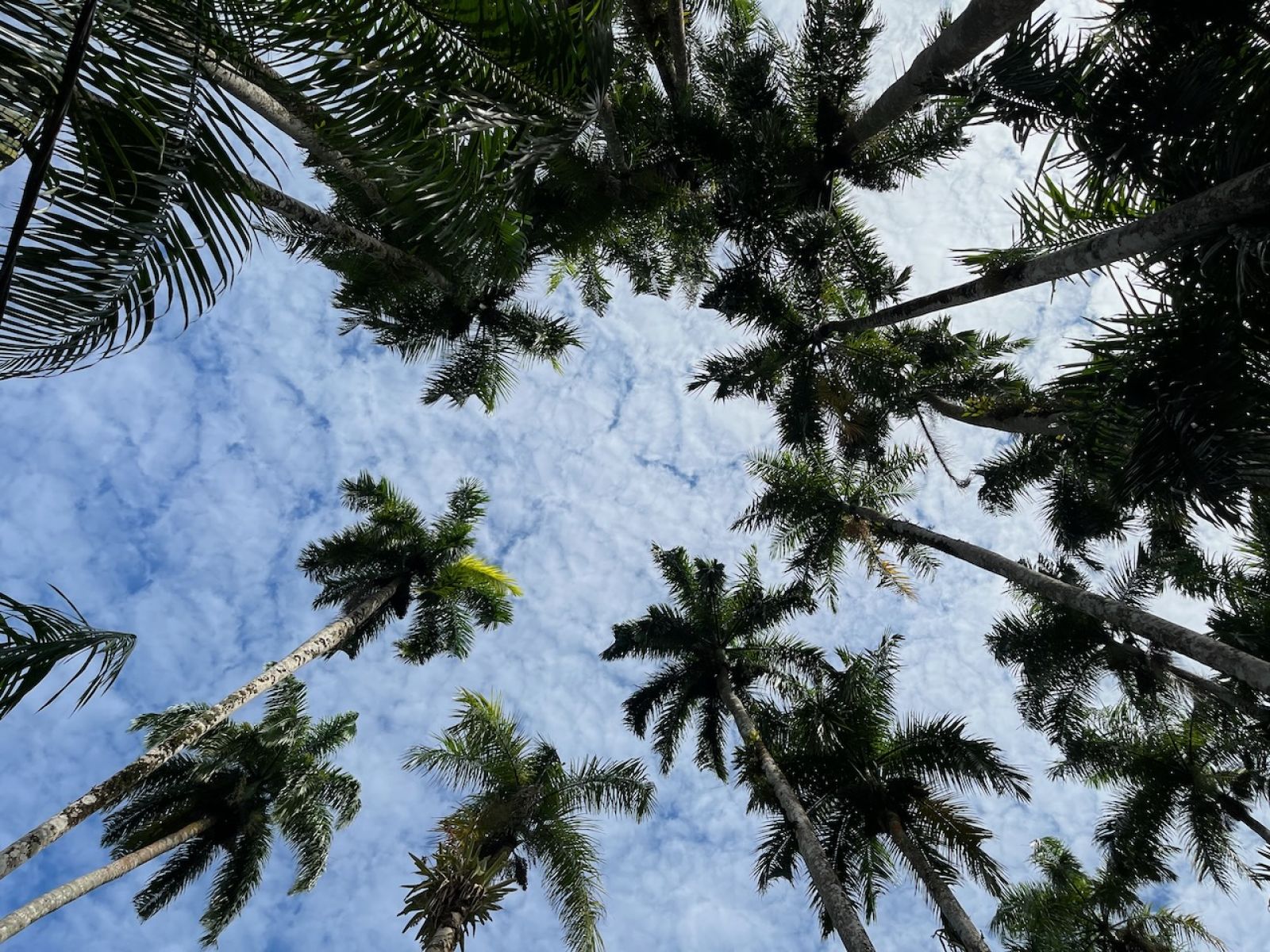 paramaribo surinam rentals